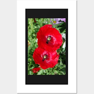 Poppies Posters and Art